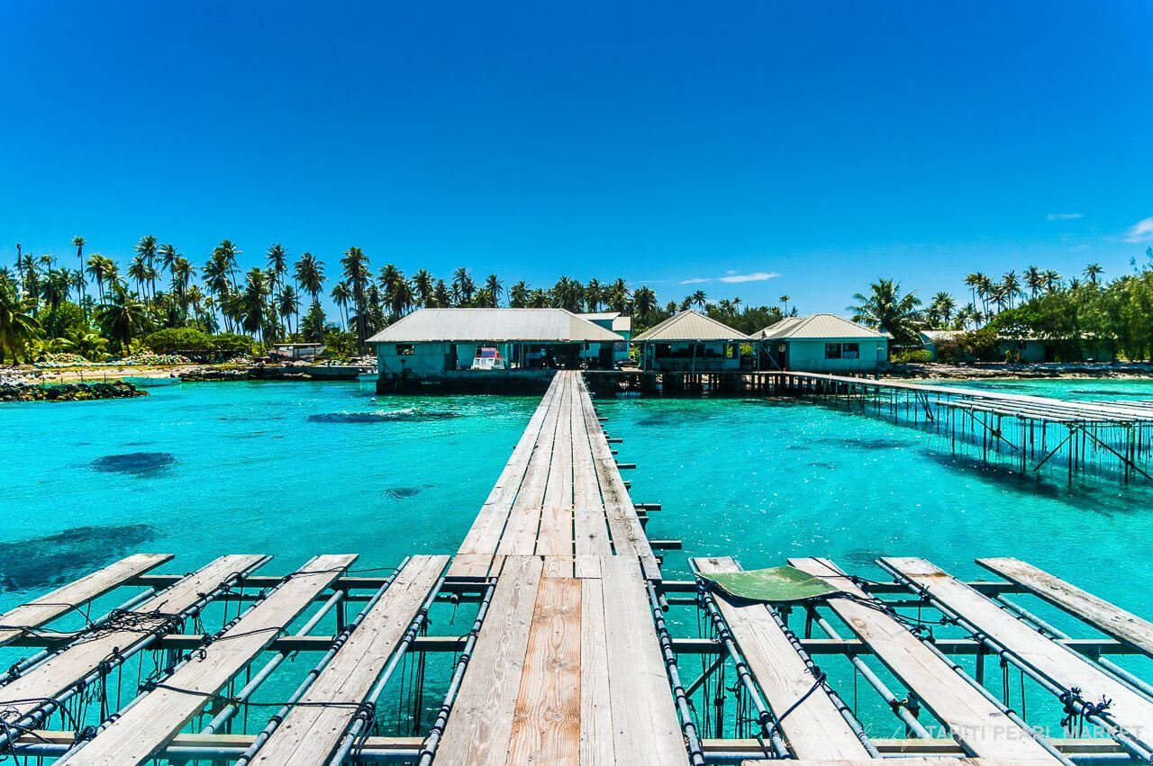ferme-perlière-dans-le-lagon-des-tuamotu.jpeg (222 KB)