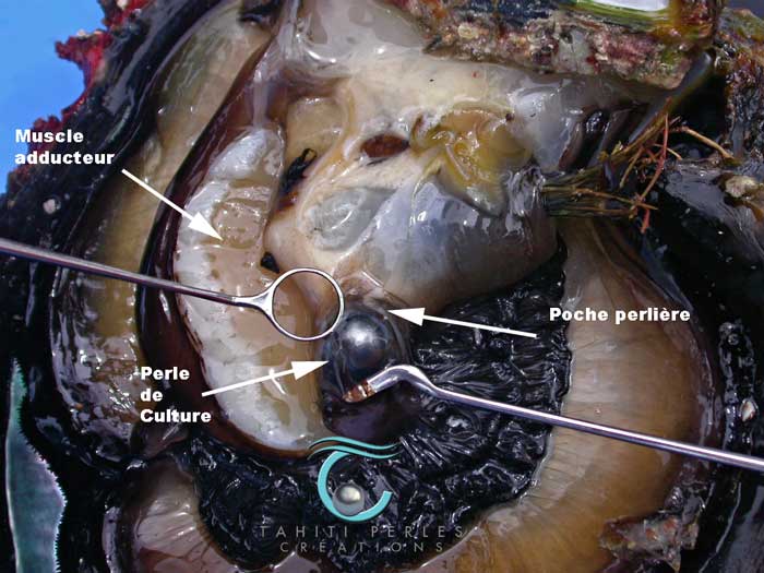 greffe-de-la-perle-de-tahiti.jpeg (56 KB)
