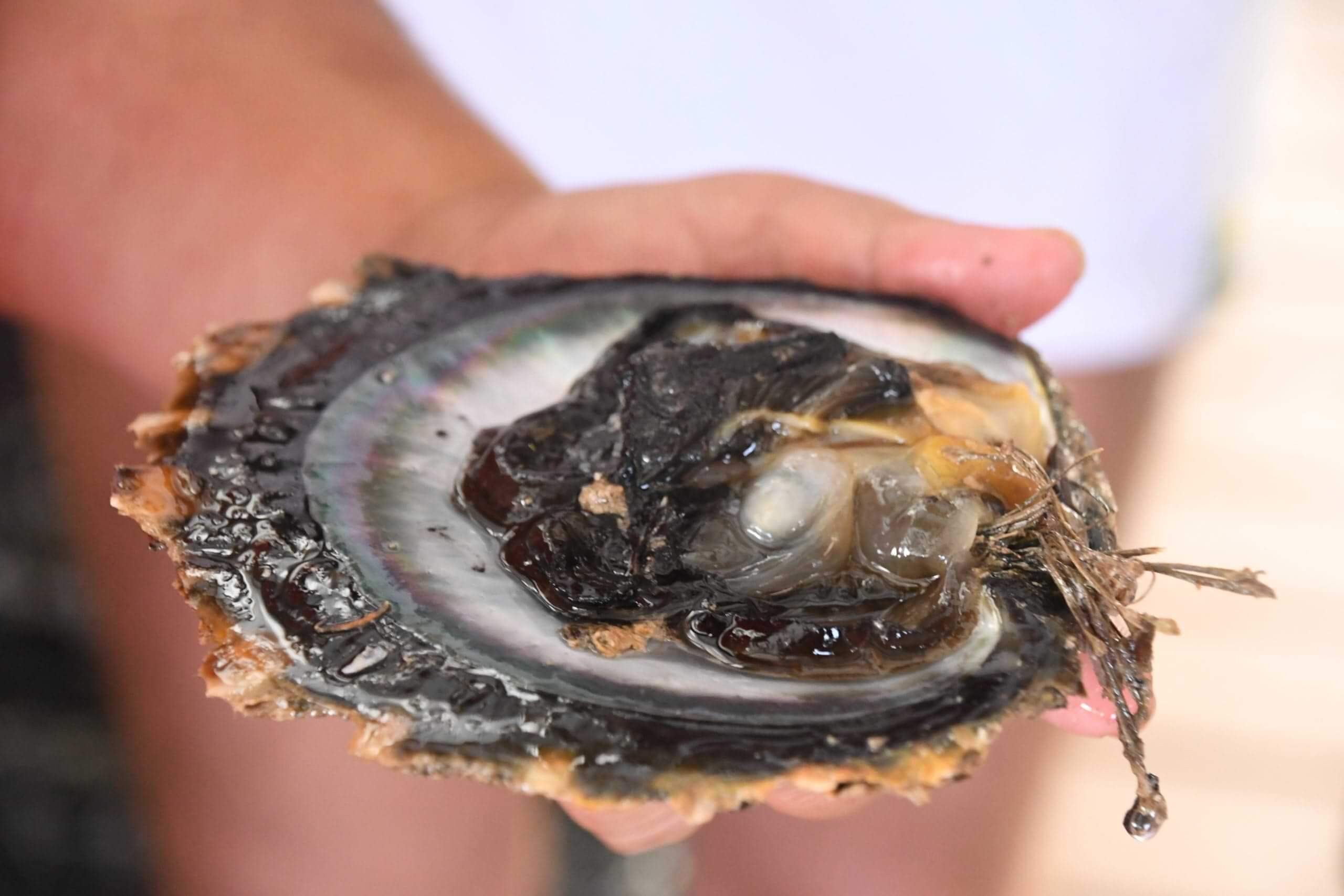 huître-perlière-pinctada-margaritifera.jpeg (161 KB)