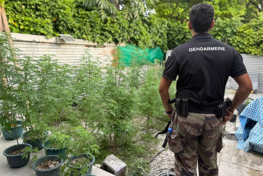 Rangiroa : Coup de filet majeur dans les plantations de paka | 23.6 Radi