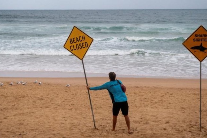 Drame en Australie : Une attaque de requin fait un mort ce samedi à Rottnest Island | 23.6 Radio