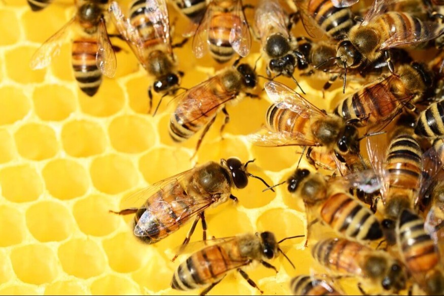 Journée mondiale des abeilles : Le fenua célèbre ces pollinisatrices indispensables à nos îles | 23.6 Radio